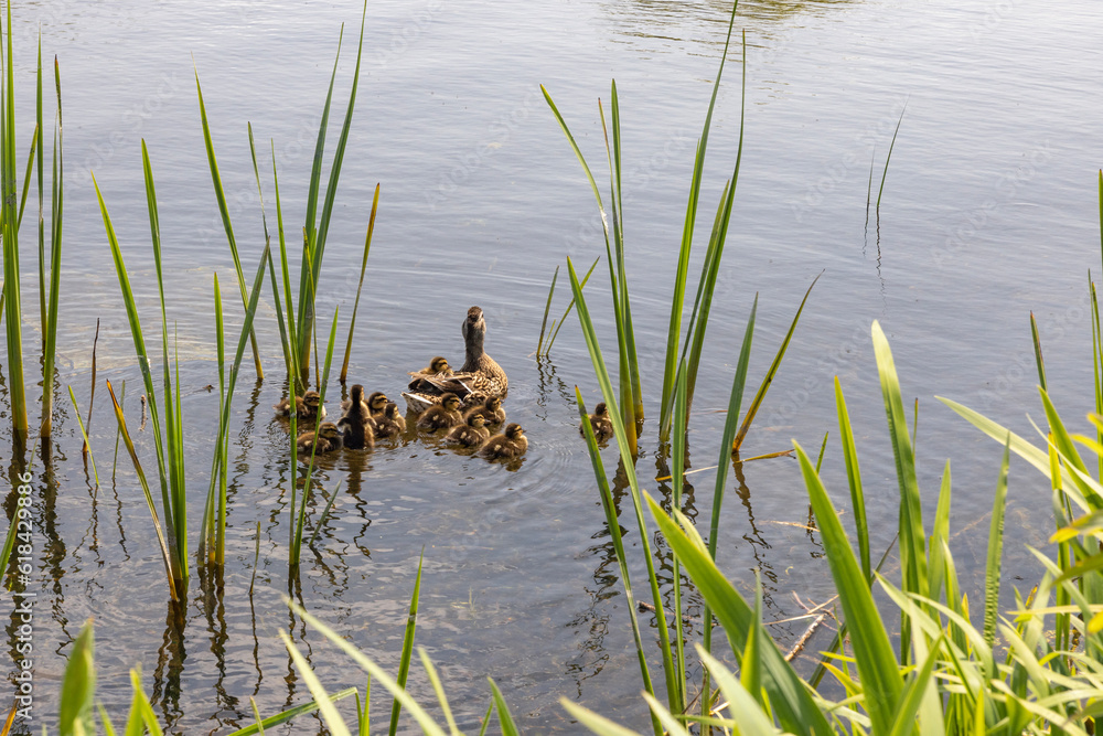 Mallards are large ducks with hefty bodies, rounded heads, and wide, flat bills.Nørresø,Viborg,Denmmark Mallards are large ducks with hefty bodies, rounded heads, and wide, flat bills.Nørresø,Viborg,Denmmark