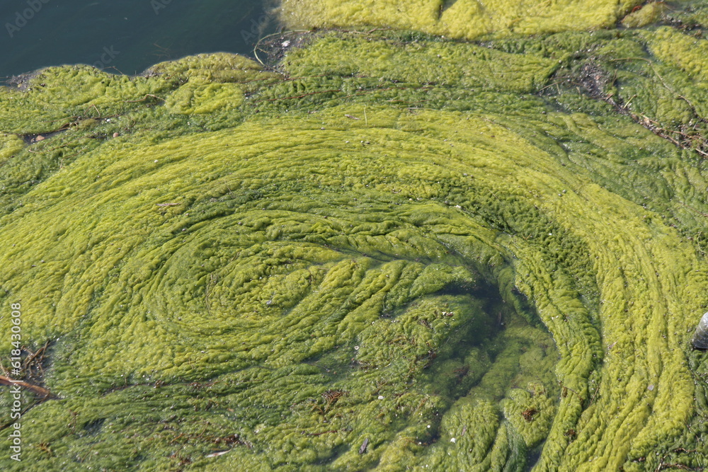 filamentous green algae in river