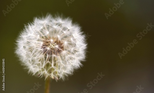 White dandelion with its seeds in the wind