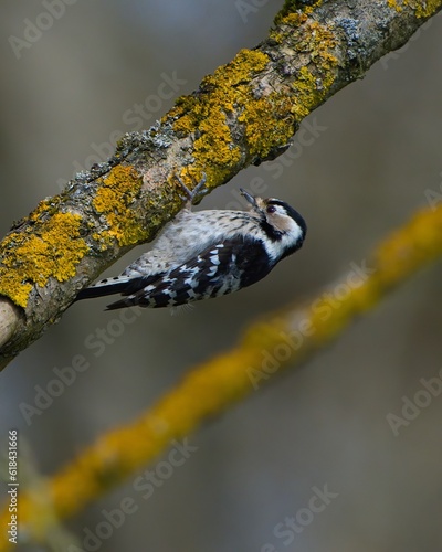 Adorable lesser spotted woodpecker in early spring.  Detail of the female bird.