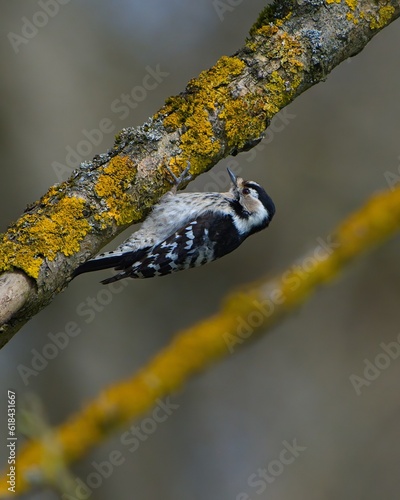 Detail of the lesser spotted woodpecker on the yellow moss branch. 