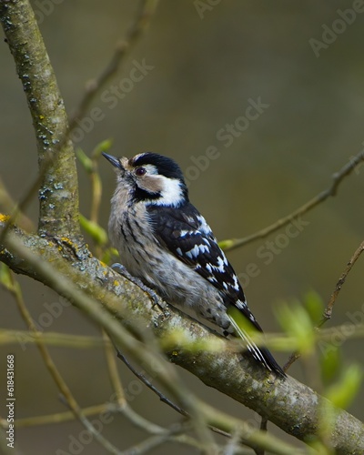 Closeup of lesser spotted woodpecker in the tree.