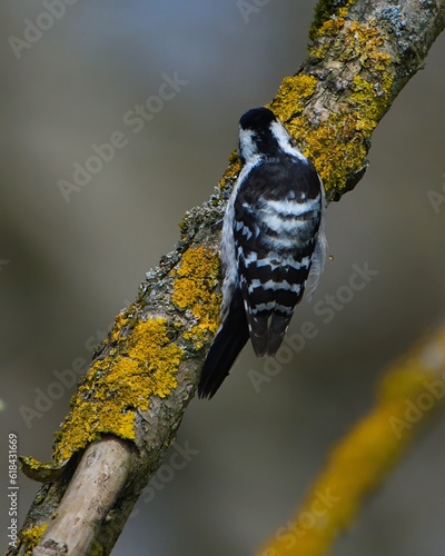 Lesser spotted woodpecker rear view. Moss branch. Spring.
