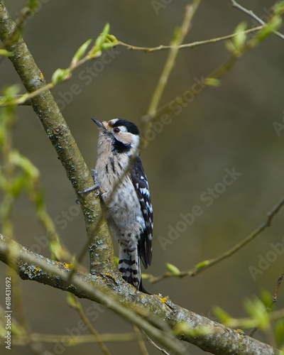 Lesser spotted woodpecker in the leaves. Portrait. 