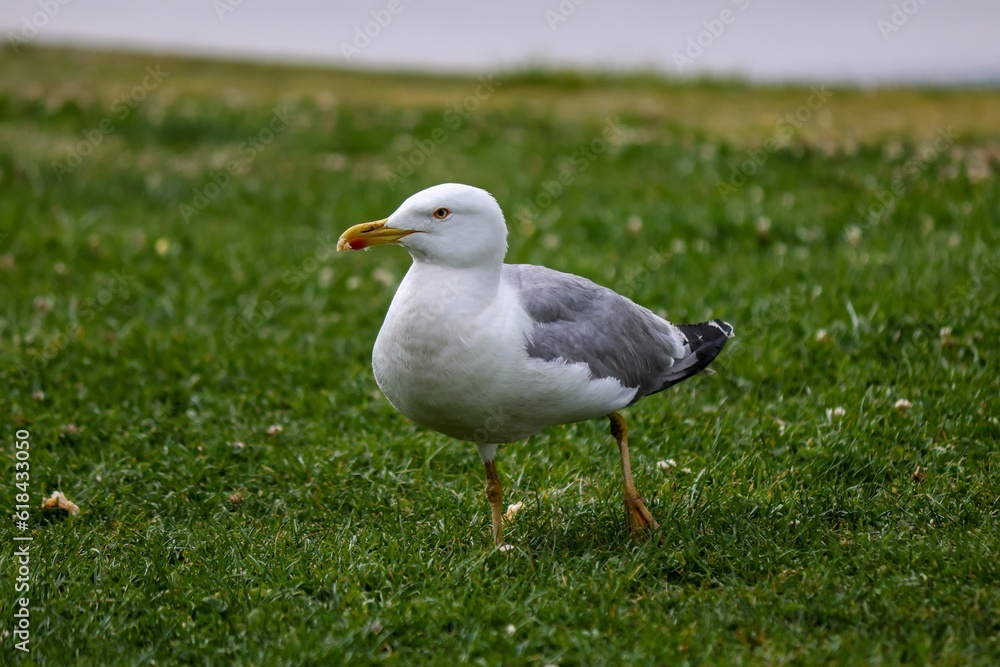 Seagull bird perched atop a lush green grass Seagull bird perched atop a lush green grass