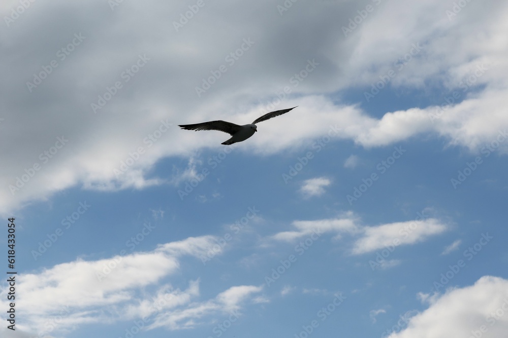 Small, bird soaring through a sky filled with grey and white clouds Small, bird soaring through a sky filled with grey and white clouds