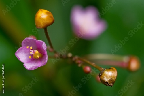 Vibrant purple Ceylon spinach (Talinum fruticosum) with bright yellow buds photo