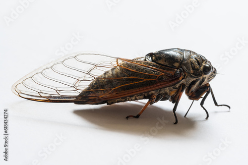 Macro closeup of a cicada, white background © chendongshan