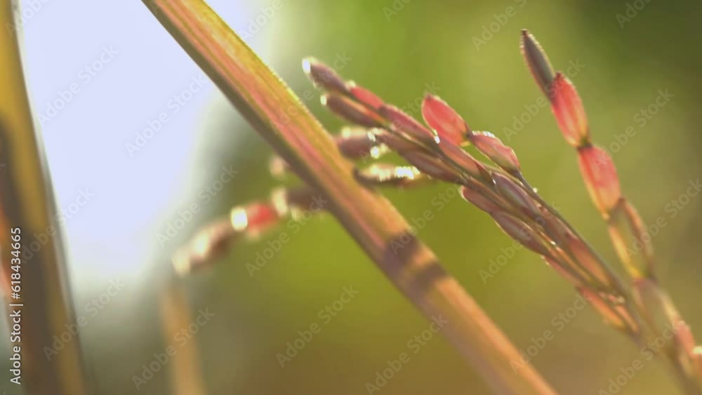 Silhouette of Pink rice field movement in the wind. Close up of green paddy rice plant. Green ears of rice. Flowering rice plants and seeds. Silhouette of Pink rice field movement in the wind. Close up of green paddy rice plant. Green ears of rice. Flowering rice plants and seeds.