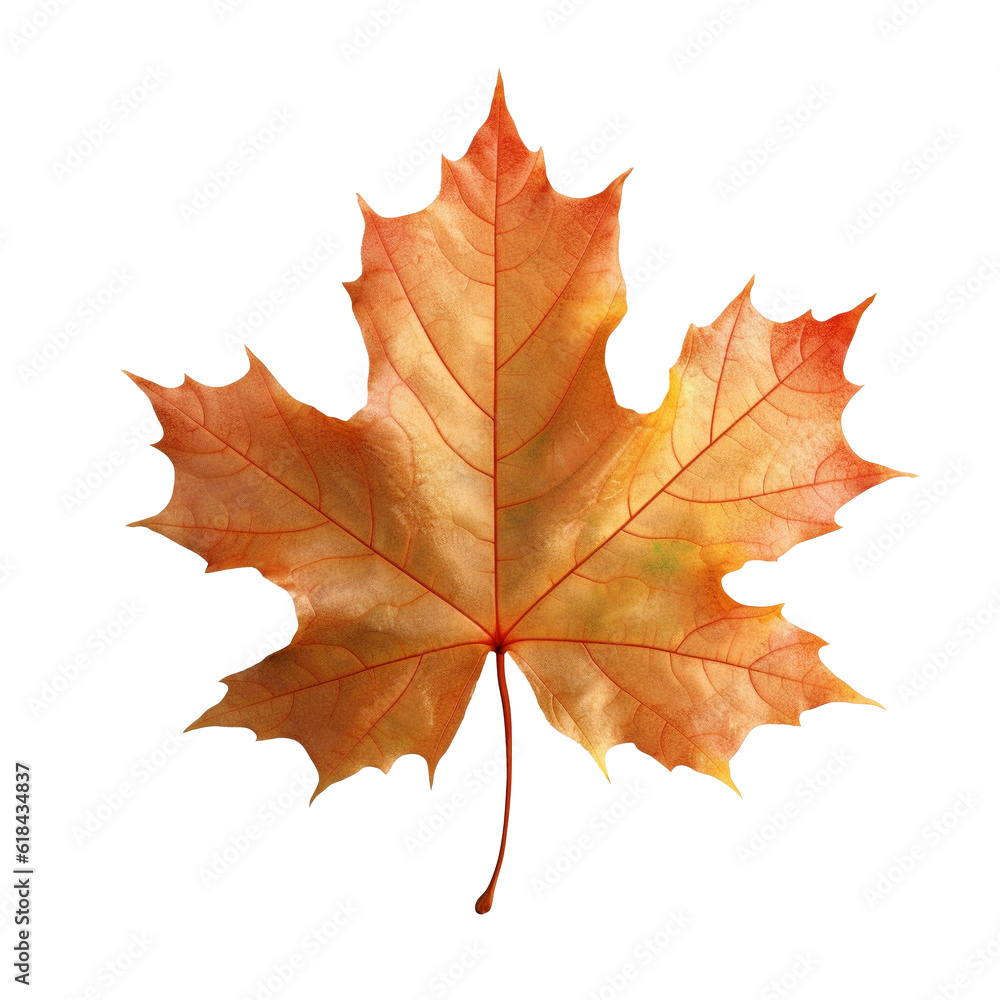 Beautiful autumn leaf isolated on white background with clipping path. Full Depth of field. Focus stacking. PNG. Generative AI technology Beautiful autumn leaf isolated on white background with clipping path. Full Depth of field. Focus stacking. PNG. Generative AI technology