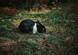 Cute black and white bunny in a natural outdoor setting in South Korea