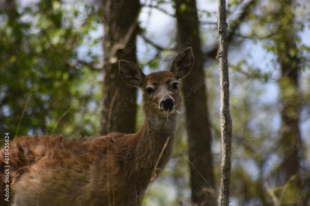 Deer standing in a forest surrounded by trees, bushes, and other foliage