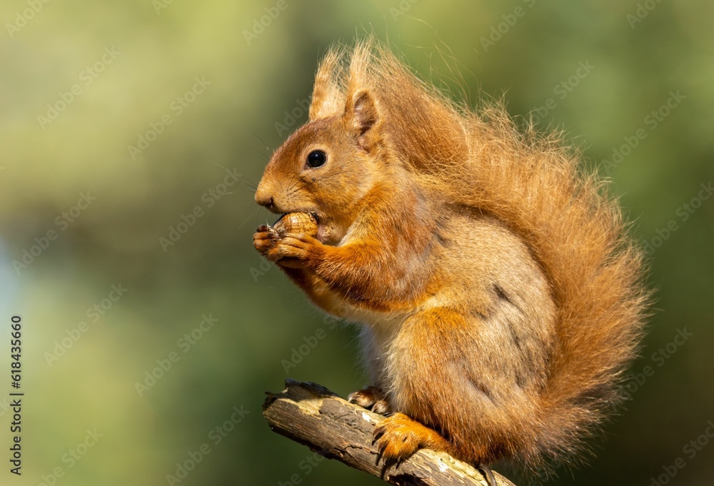 Adorable red scottish squirrel perched on a tree branch, eating a freshly-gathered nut in its hands Adorable red scottish squirrel perched on a tree branch, eating a freshly-gathered nut in its hands