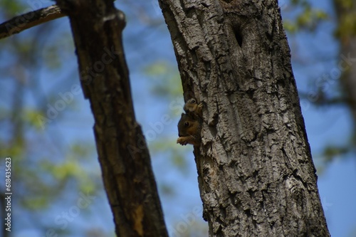 Small squirrels in a tree in a natural outdoor setting