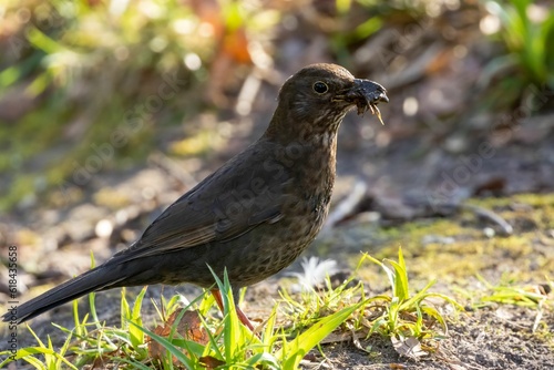 a small black bird on a ground covered in grass and leafy leaves photo