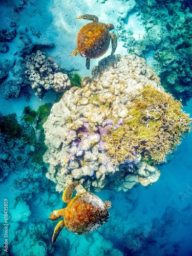 Wall Mural Two sea turtles peacefully swimming among brightly colored coral reefs in a tropical ocean