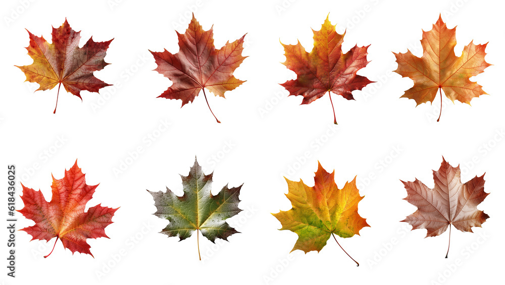 Set and collection of beautiful autumn leaves isolated on white background with clipping path. Full Depth of field. Focus stacking. PNG. Generative AI technology Set and collection of beautiful autumn leaves isolated on white background with clipping path. Full Depth of field. Focus stacking. PNG. Generative AI technology