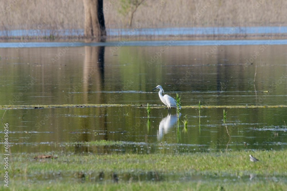 Little egret standing in the tranquil lake, Egretta garzetta. Lonjsko Polje Nature Park, Croatia. Little egret standing in the tranquil lake, Egretta garzetta. Lonjsko Polje Nature Park, Croatia.