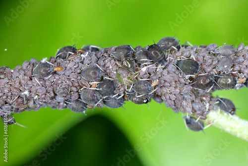 Ivy aphid, Aphis hederae. A colony of wingless individuals on an ivy leaf. photo