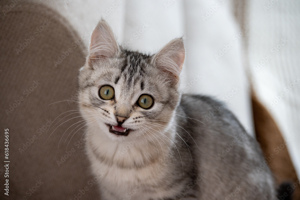 funny gray kitten cat looking shocked with mouth open and beautiful green eyes portrait 