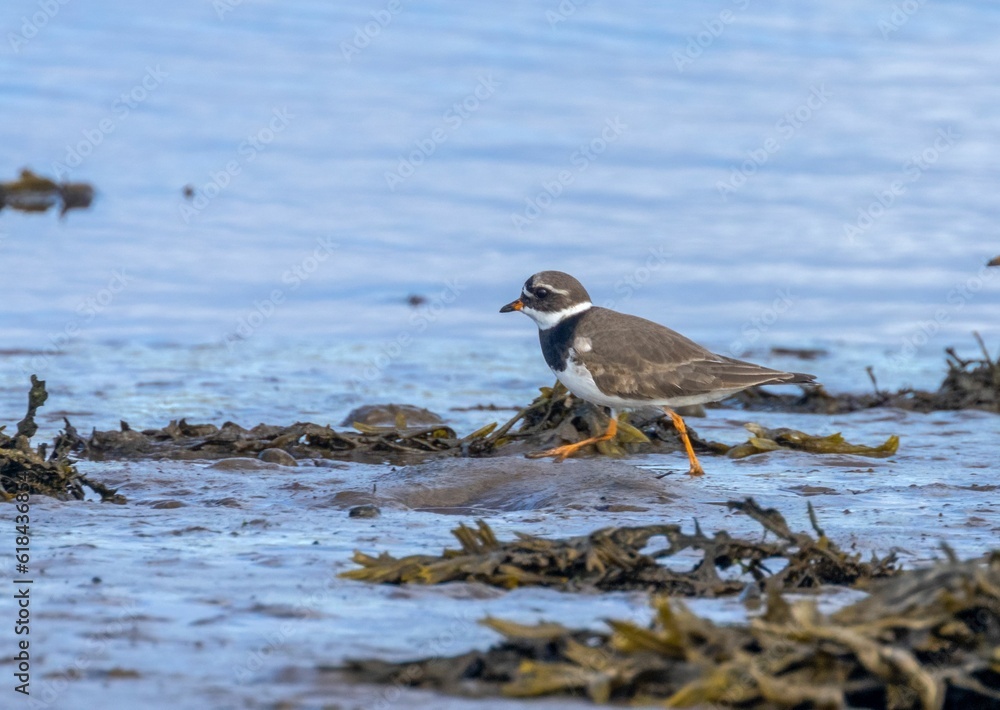 Majestic Ringed plover bird perched atop a large rock in a tranquil river Majestic Ringed plover bird perched atop a large rock in a tranquil river