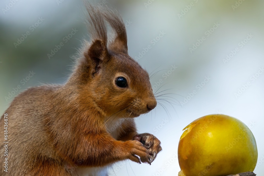 Cute, Scottish red squirrel perched atop a tree branch, gnawing on a juicy red apple Cute, Scottish red squirrel perched atop a tree branch, gnawing on a juicy red apple