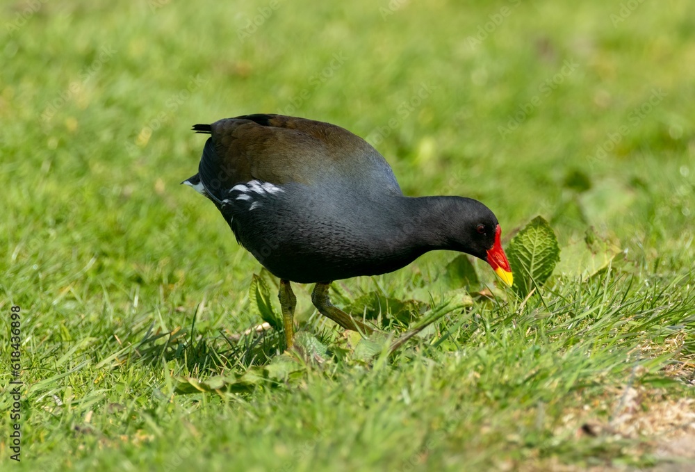 Obraz premium Moorhen bird foraging for food in the grass on a sunny day