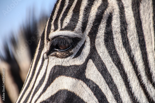 Eye of a wild Burchells Zebra