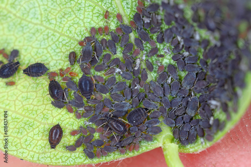 Pear bedstraw aphid, Dysaphis pyri. A colony of wingless individuals under a pear tree leaf. photo