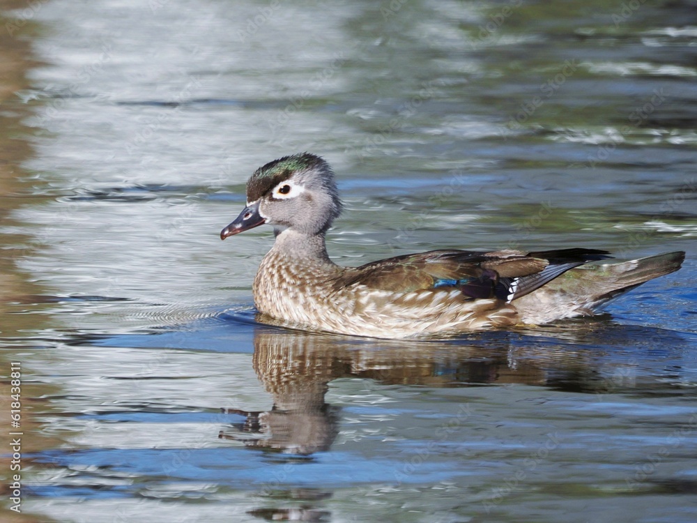 Peaceful scene of a Carolina duck (Aix sponsa) swimming in a tranquil blue pond Peaceful scene of a Carolina duck (Aix sponsa) swimming in a tranquil blue pond