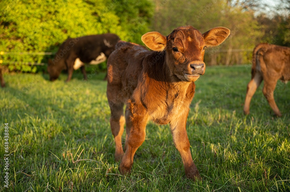 a baby calf is standing in the grass with two other cows