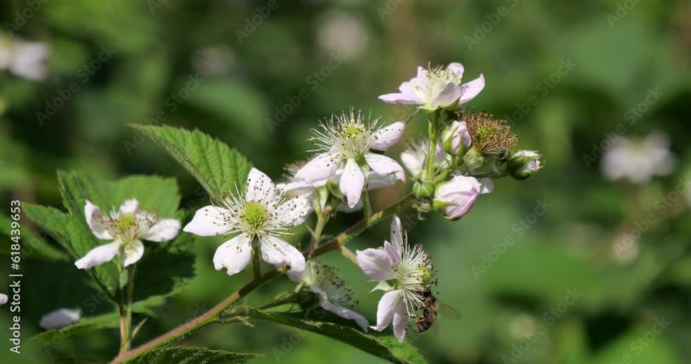 Bees sit on white flowers and collect honey, nectar and pollen. A blackberry bush bloomed in the spring. Bees sit on white flowers and collect honey, nectar and pollen. A blackberry bush bloomed in the spring.