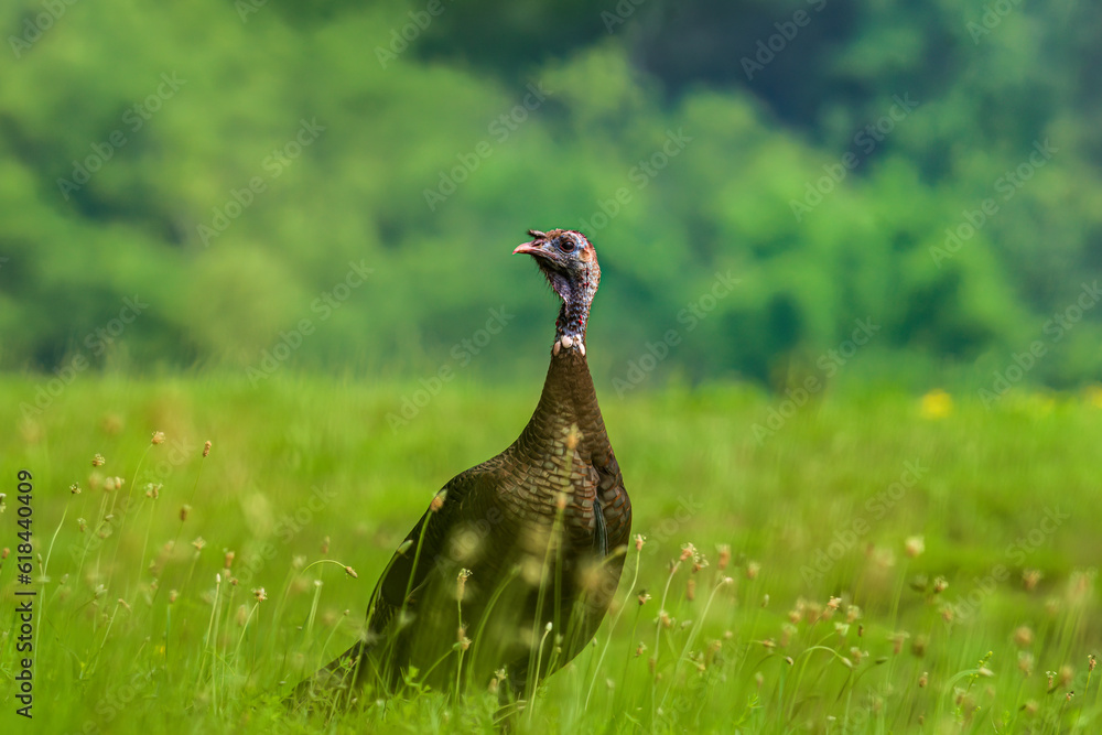 Fototapeta premium Turkey in the field