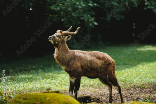 Schilderij op canvas A portrait of sitatunga antelope in zoo forest