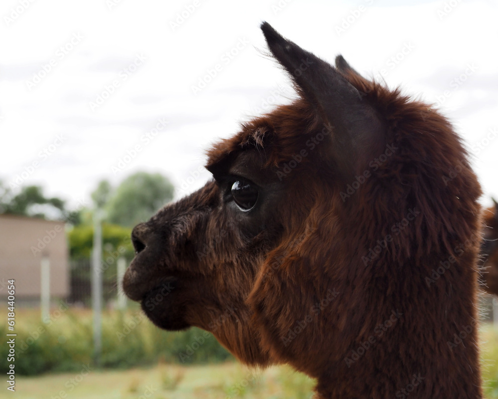 close up head of brown topiary alpaca on blurred farm background.  Agritourism.  nature .  wild animal