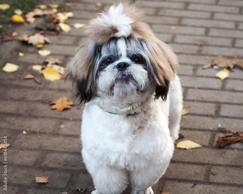 close dog breed Shitzu white with gray and brown color medium length coat, and with a ponytail on his head stands in the park in autumn.  puppy pet .  walk