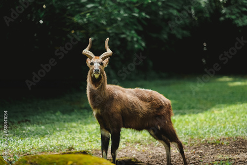 A portrait of sitatunga antelope in zoo forest photo