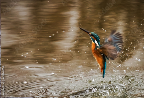 Kingfisher hunting fish in beak on green natural background   Bird © Alex Pro