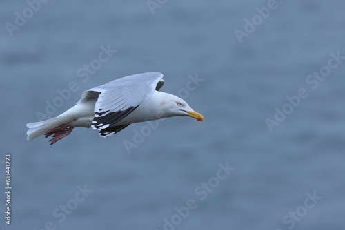 Herring gull soaring majestically above a tranquil expanse of water.