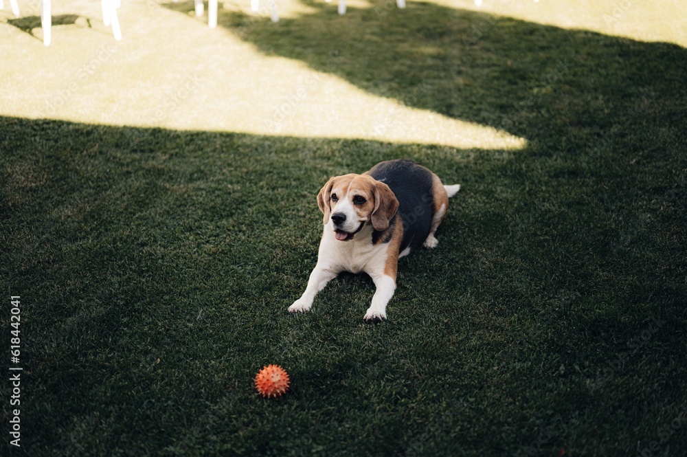 Cute dog playing with a ball in a lush grassy outdoor area. Cute dog playing with a ball in a lush grassy outdoor area.