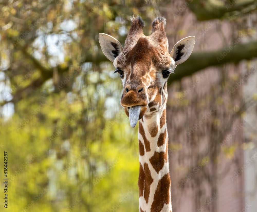 Obraz premium Giraffe with its tongue out in front of green trees