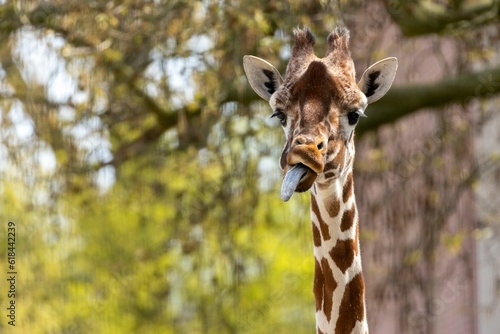 Giraffe with its tongue out in front of green trees © Sarahlou Photography/Wirestock Creators