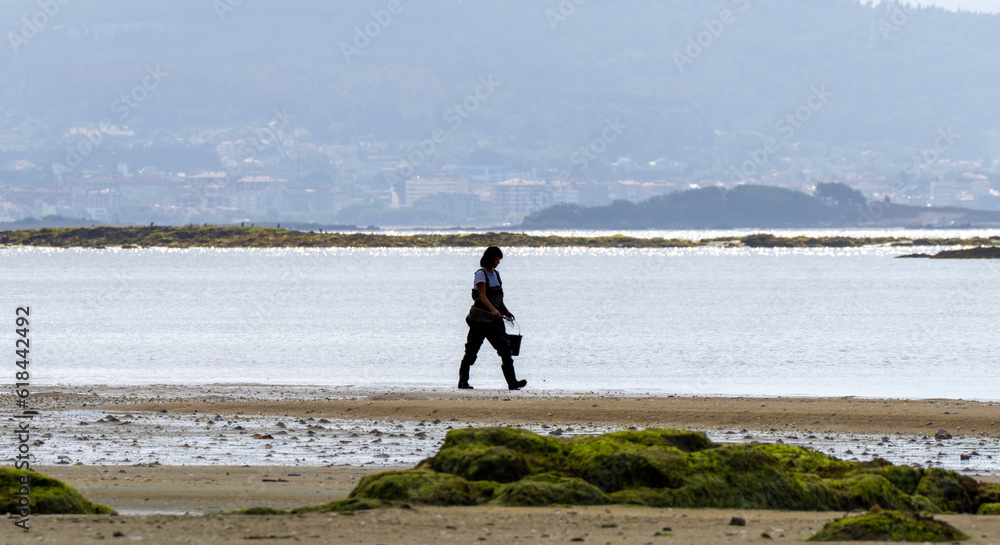 Backlit silhouette of a female shellfish collector walking along the beach shoreline at low tide to collect clams and mussels from the beach with her rake and basket. Boiro beach.
