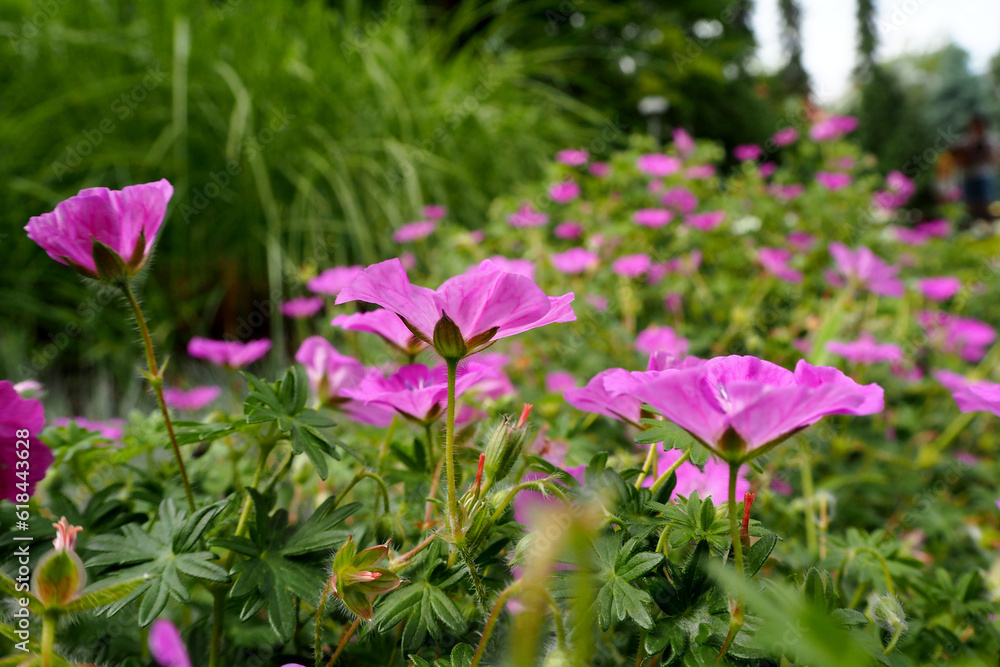 small purple flowers on a green background. nature in summer. poster. postcard . copy space small purple flowers on a green background. nature in summer. poster. postcard . copy space