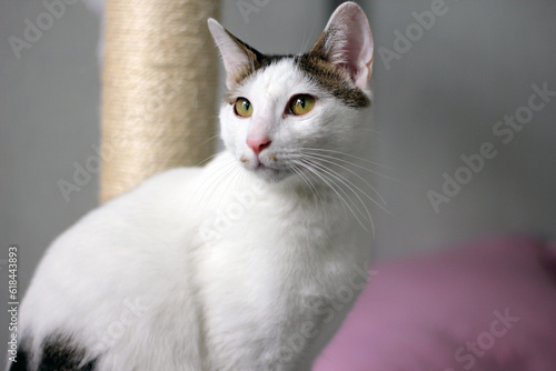 фотографія Daily concept of Japanese Bobtail cat living at home