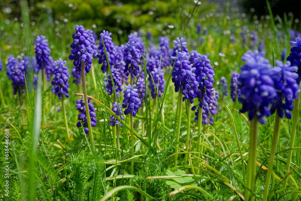 Close-up shot of blue Garden grape-hyacinth in the park Close-up shot of blue Garden grape-hyacinth in the park