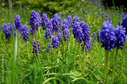 Close-up shot of blue Garden grape-hyacinth in the park