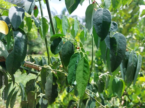 Starfruit leaves close up under the sunligh