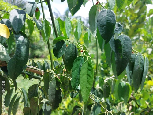 Starfruit leaves close up under the sunligh