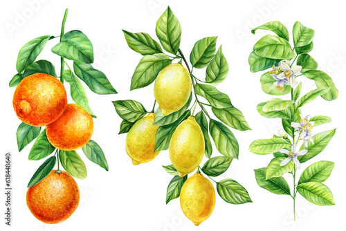 Branch with green leaves, flowers, fruits on white background, watercolor botanical painting, citrus fruit orange, lemon